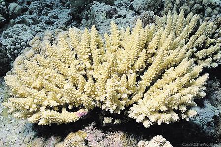 CotW preview: Acropora polystoma