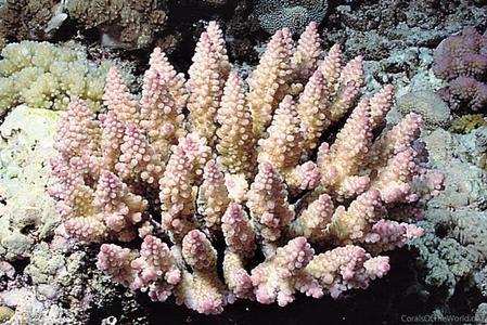 CotW: Acropora polystoma
