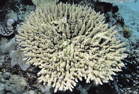 CotW: Acropora polystoma