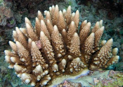 CotW: Acropora polystoma