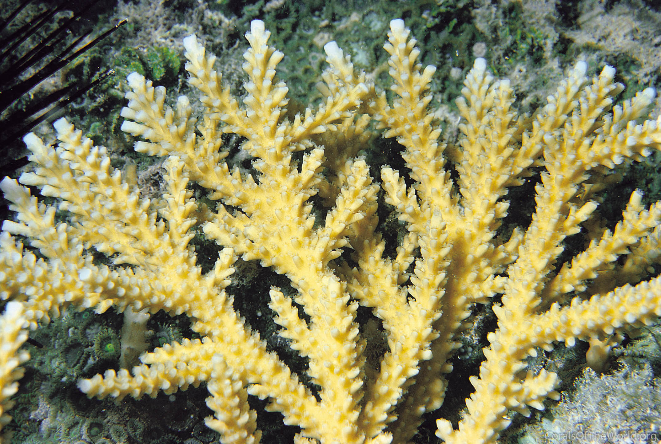 Acropora prolifera