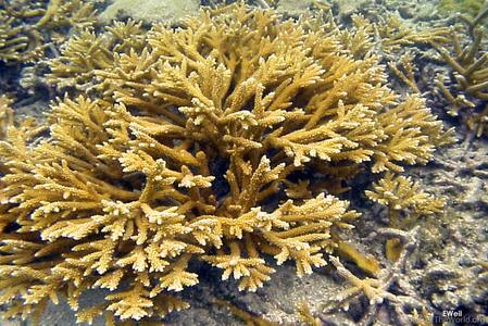 CotW: Acropora prolifera