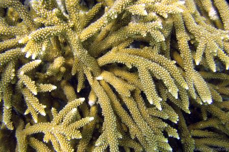 CotW: Acropora prolifera