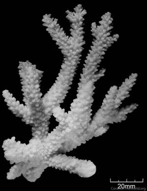 CotW: Acropora prolifera