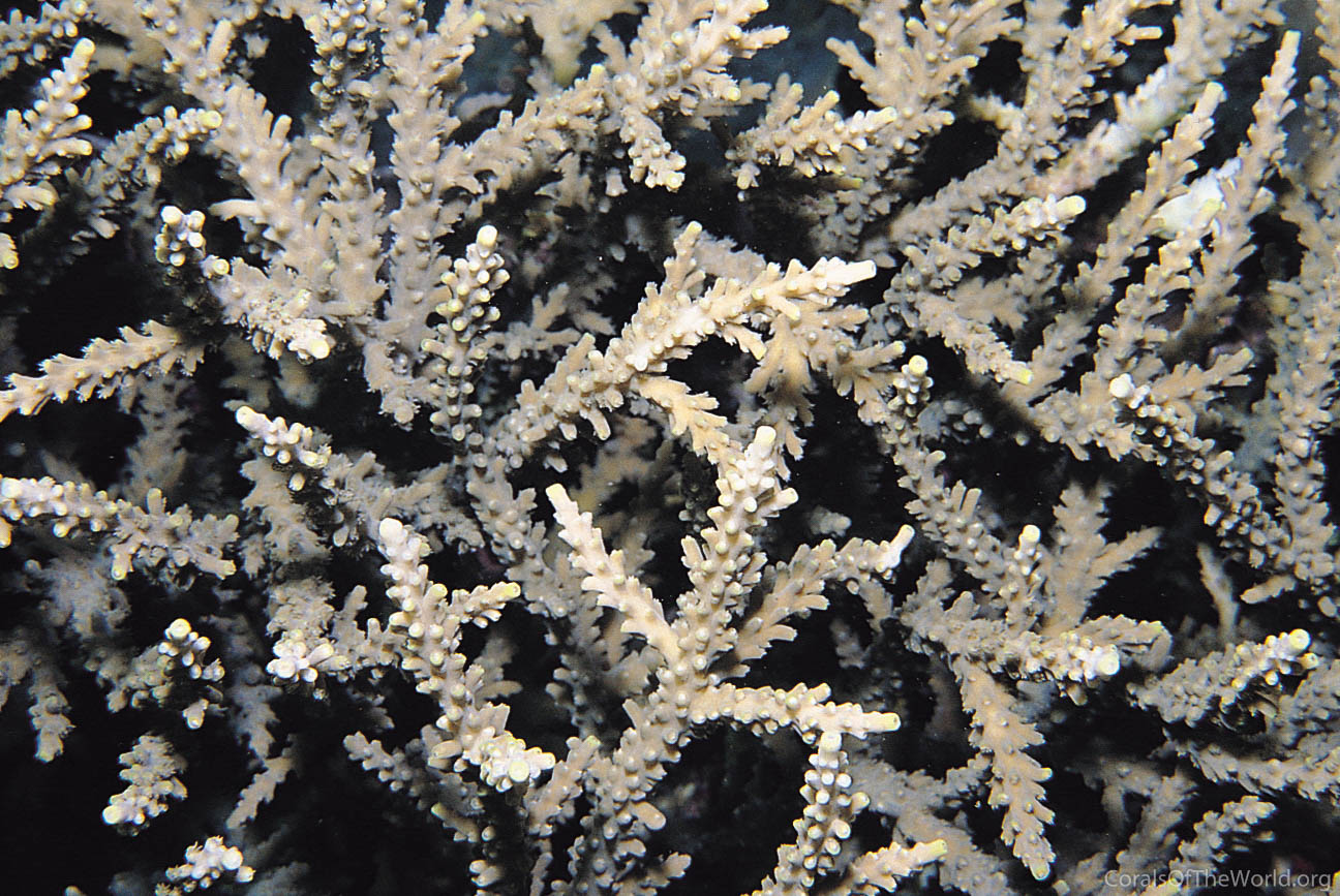 Acropora proximalis