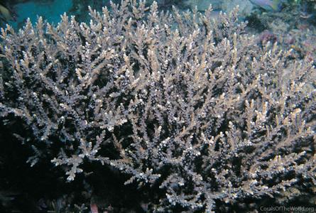 CotW: Acropora proximalis