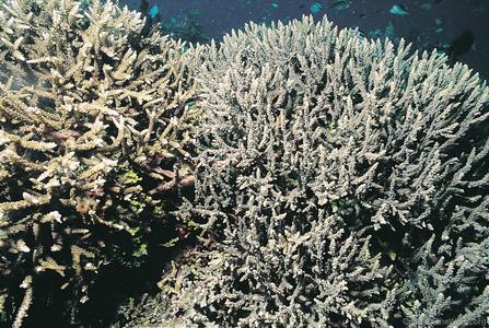 CotW: Acropora proximalis