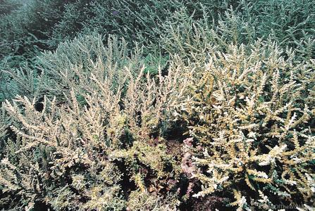 CotW: Acropora proximalis