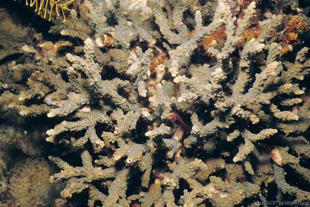 CotW preview: Acropora pruinosa
