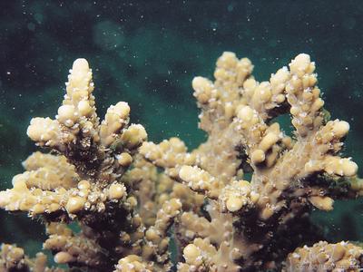 CotW: Acropora pruinosa