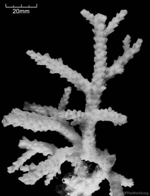 CotW: Acropora pruinosa