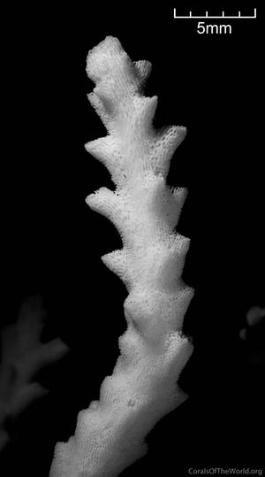 CotW: Acropora pruinosa