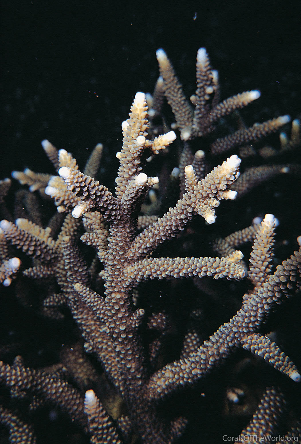 Acropora pulchra