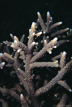 CotW preview: Acropora pulchra