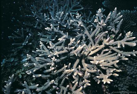 CotW preview: Acropora pulchra