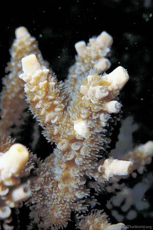 CotW: Acropora pulchra
