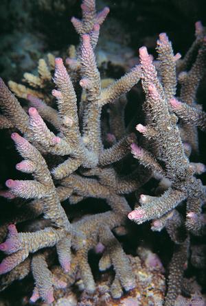 CotW: Acropora pulchra