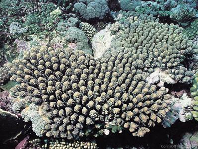 CotW preview: Acropora retusa