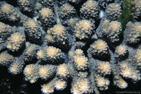 CotW: Acropora retusa