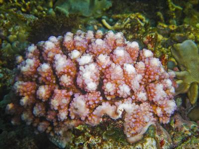CotW: Acropora retusa