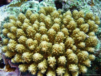 CotW: Acropora retusa