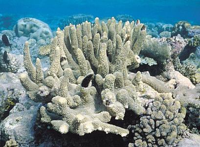 CotW preview: Acropora robusta
