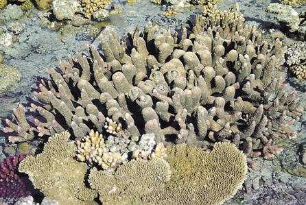 CotW: Acropora robusta