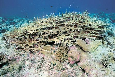 CotW: Acropora robusta