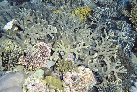 CotW: Acropora robusta