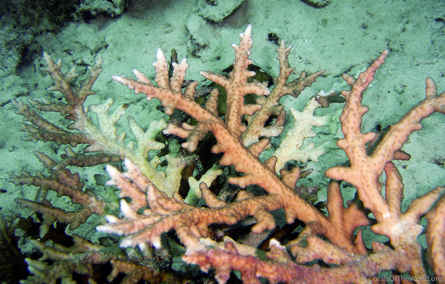 Acropora rongelapensis
