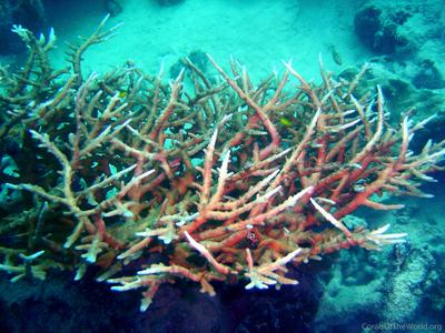 CotW preview: Acropora rongelapensis