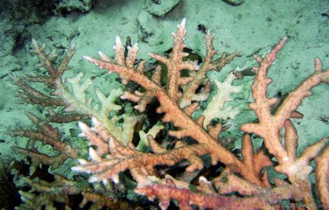 CotW: Acropora rongelapensis