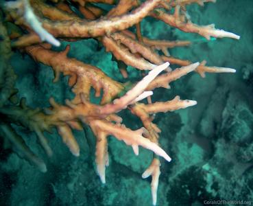 CotW: Acropora rongelapensis