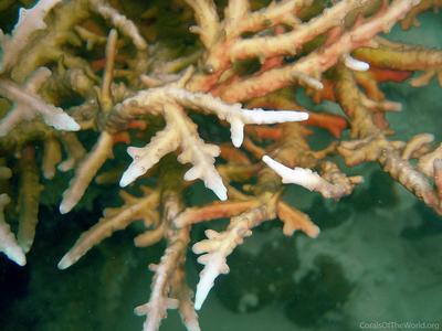 CotW: Acropora rongelapensis