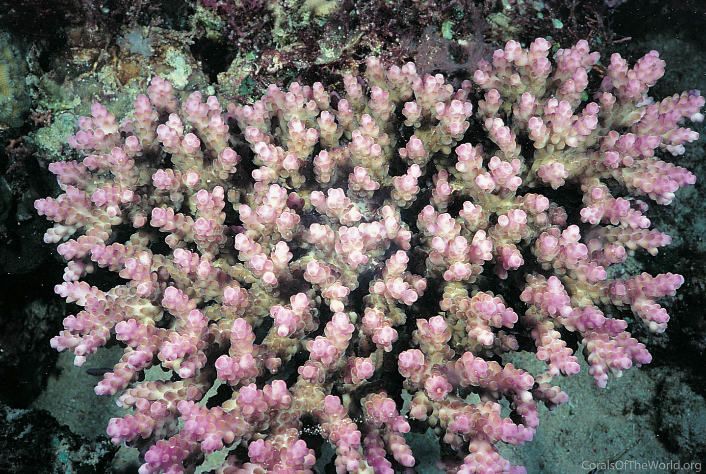 Acropora rosaria