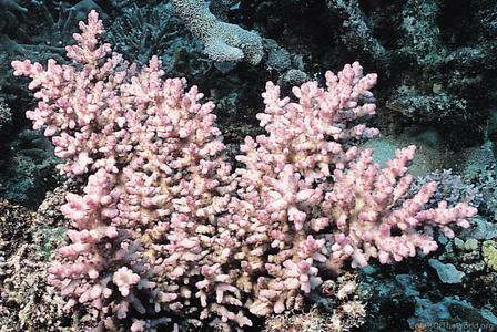 CotW preview: Acropora rosaria