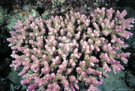 CotW: Acropora rosaria