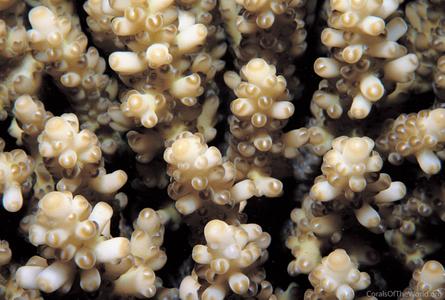 CotW: Acropora rosaria
