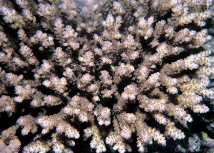 CotW: Acropora rosaria