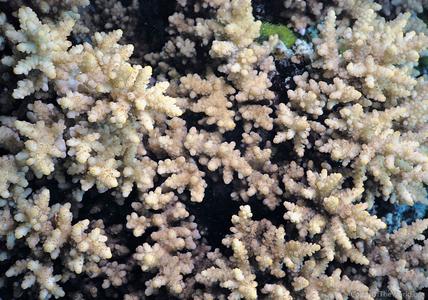 CotW: Acropora rosaria