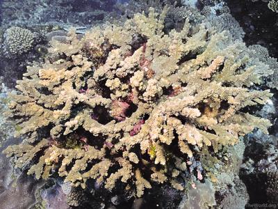 CotW: Acropora roseni