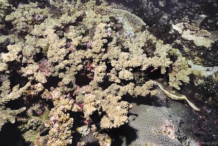 CotW: Acropora roseni
