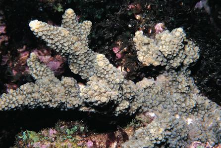 CotW: Acropora roseni