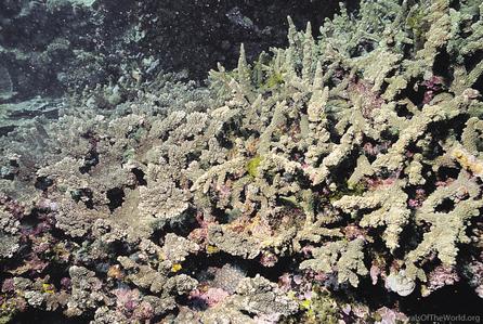 CotW: Acropora roseni