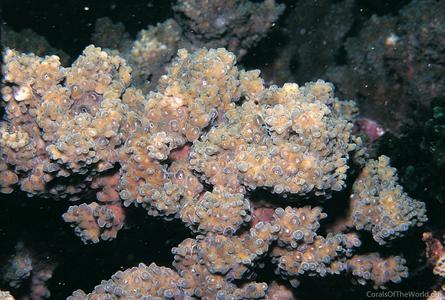 CotW: Acropora roseni