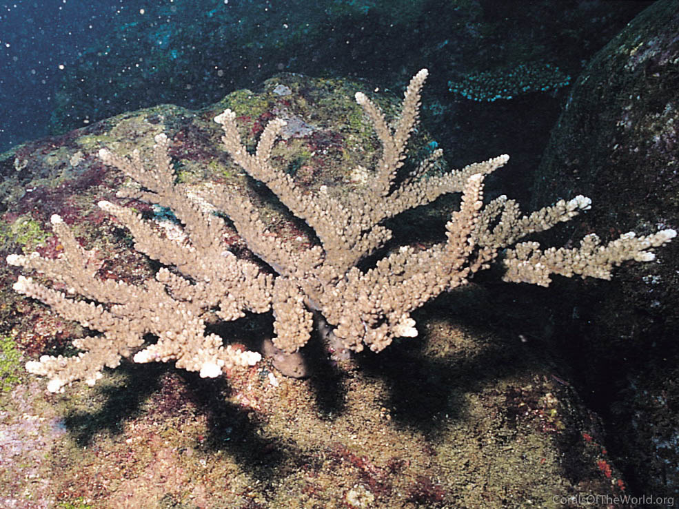 Acropora rudis