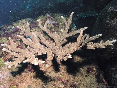 CotW: Acropora rudis