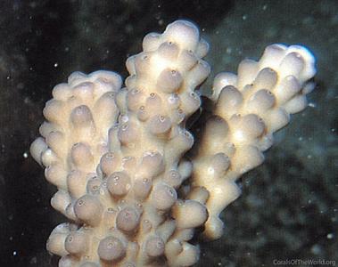 CotW: Acropora rudis
