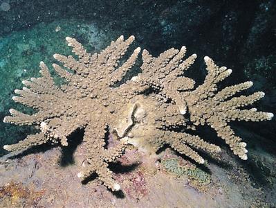 CotW: Acropora rudis