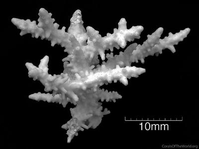 CotW preview: Acropora rufus